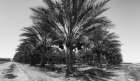 Date Palms, Coachella Valley, California, USA. Art Print